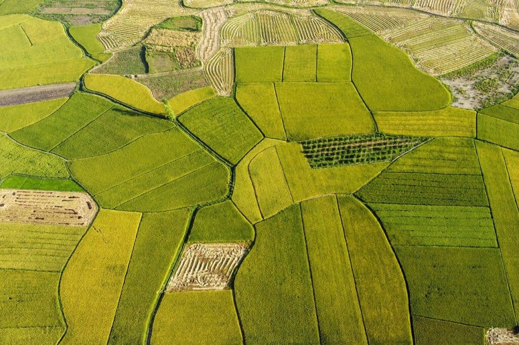 rice fields, agriculture, golden season-7247360.jpg